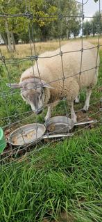 Ram gekruiste blue, Dieren en Toebehoren, Schapen, Geiten en Varkens