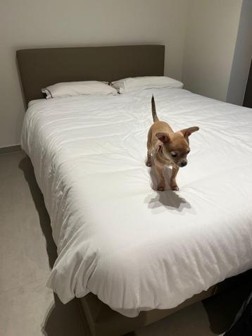 boxspring 140x200 beschikbaar voor biedingen