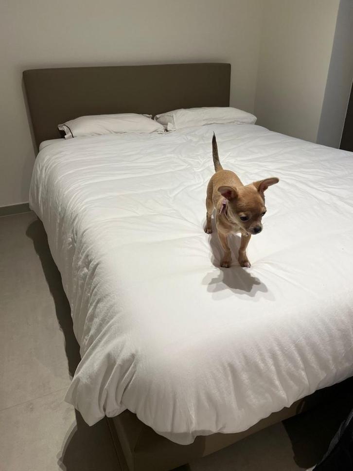 boxspring 140x200, Huis en Inrichting, Slaapkamer | Boxsprings, Nieuw, 140 cm, 200 cm, Tweepersoons, Beige, Ophalen