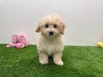 Chiots Maltipoo, Parvovirose, Plusieurs, Belgique, Plusieurs animaux