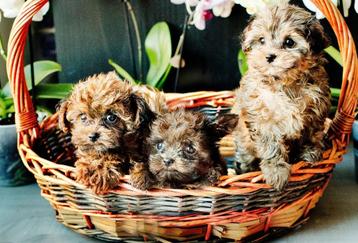Mignons chiots hypoallergéniques, Autres races, 8 à 15 semaines, Plusieurs, Éleveur | Loisir