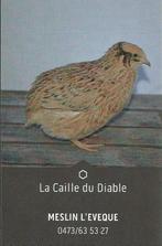 Oeufs de caille, Dieren en Toebehoren