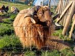 Ouessant ram, Dieren en Toebehoren, Schapen, Geiten en Varkens, Mannelijk, Schaap, 0 tot 2 jaar