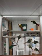 Pyrrhura molinae, Dieren en Toebehoren, Vogels | Parkieten en Papegaaien, Meerdere dieren, Parkiet, Geringd