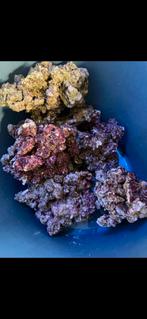 Real reef rock, Dieren en Toebehoren, Ophalen, Plant(en), Steen of Hout