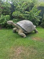Reuze schildpad, Dieren en Toebehoren, Reptielen en Amfibieën, Schildpad, 3 tot 6 jaar