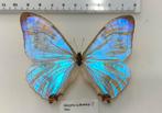 MORPHO ZULKOWSKYI VLINDERS, Ophalen of Verzenden