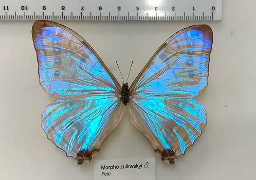 MORPHO ZULKOWSKYI VLINDERS, Verzamelen, Dierenverzamelingen, Ophalen of Verzenden