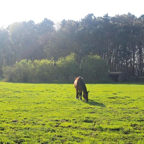Gezelschapspaard verzorgpaard beginnerspaard, Dieren en Toebehoren, Paarden en Pony's | Verzorgingsproducten, Ophalen of Verzenden