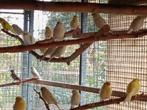 jonge kanaries, Dieren en Toebehoren, Vogels | Kanaries