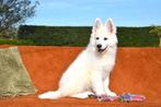 Zwitserse Witte Herder pup, Dieren en Toebehoren, Honden | Herdershonden en Veedrijvers, België, CDV (hondenziekte), 8 tot 15 weken