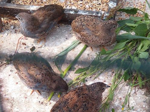 Chinese dwergkwartels, Dieren en Toebehoren, Vogels | Overige Vogels, Geslacht onbekend