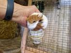 Cavia's, Dieren en Toebehoren, Knaagdieren, Meerdere dieren, Cavia, Tam