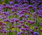 Verbena bonariensis (ijzerhard) zaadjes, Ophalen of Verzenden, Voorjaar, Volle zon, Zaad