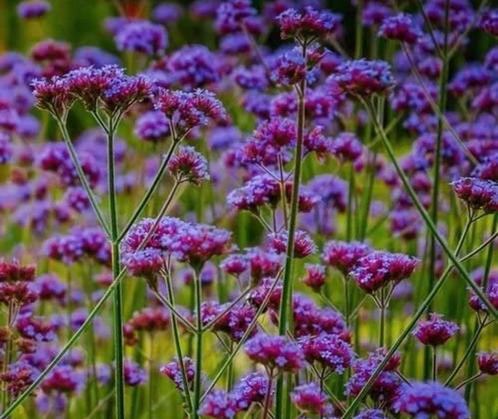 Verbena bonariensis (ijzerhard) zaadjes, Tuin en Terras, Bloembollen en Zaden, Zaad, Voorjaar, Volle zon, Ophalen of Verzenden