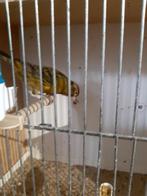 Kanaries te ruil, Dieren en Toebehoren, Vogels | Kanaries, Mannelijk, Kleurkanarie