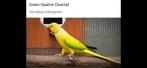 Man gezocht green opaline clairtail 2023,2024