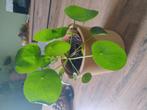 Pannekoek plant + pot, Ophalen