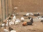Cochin kriel hennetjes in verschillende kleurslagen, Dieren en Toebehoren, Pluimvee, Vrouwelijk, Kip
