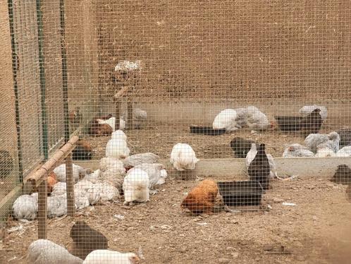 Cochin kriel hennetjes in verschillende kleurslagen, Dieren en Toebehoren, Pluimvee, Kip, Vrouwelijk