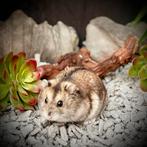 Tamme Russische Dwerghamsters (12 weken), Dieren en Toebehoren, Knaagdieren, Meerdere dieren, Hamster, Tam