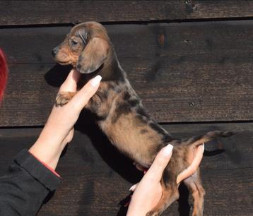 Teckel pups prachtige kleuren beschikbaar voor biedingen