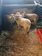 Houtlander ramlammeren, Dieren en Toebehoren, Schapen, Geiten en Varkens