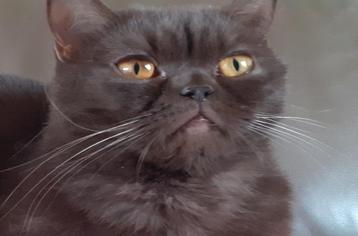 British shorthair de couleur chocolat