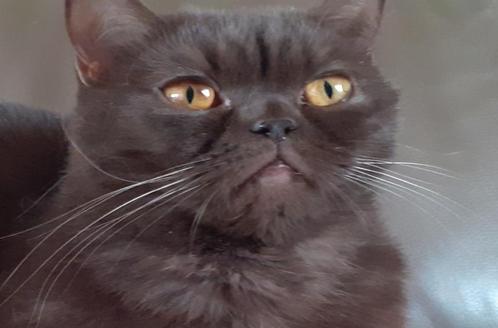 British shorthair de couleur chocolat, Animaux & Accessoires, Chats & Chatons | Chats de race | Poil ras, Chatte ou Chat, 3 à 5 ans