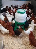 jonge kippen in 7 kleuren en rassen vanaf 10 euro, Dieren en Toebehoren, Pluimvee, Vrouwelijk, Kip