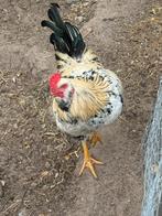 Mooie haan! 6 maanden oud., Dieren en Toebehoren, Pluimvee, Kip