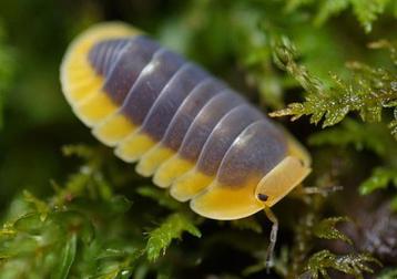 Diverse isopods - pissenbedden 