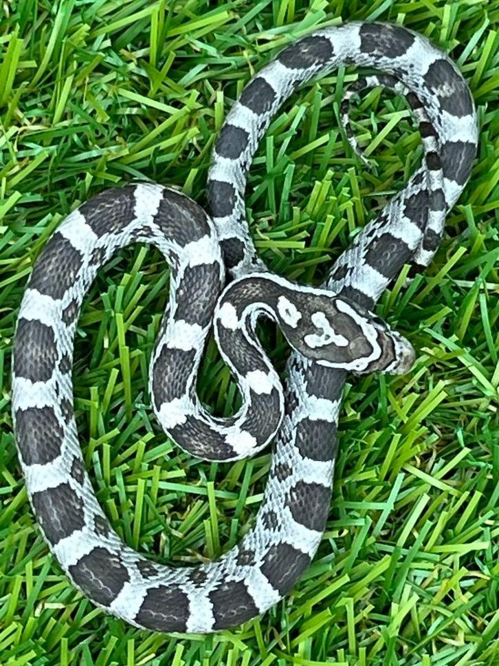 Korenslang 3 maand, soort: Anery, Dieren en Toebehoren, Reptielen en Amfibieën, Slang, 0 tot 2 jaar, Tam