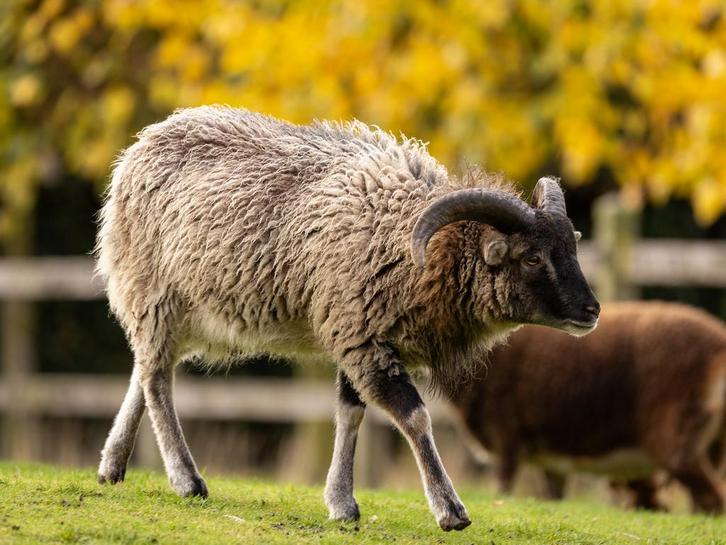 Soayschapen ooi en ram te koop, Animaux & Accessoires, Moutons, Chèvres & Cochons, Mouton, Plusieurs animaux, 0 à 2 ans