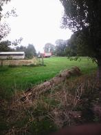 Te Koop Kleine pakken Hooi, Zakelijke goederen, Landbouw | Veevoer, Ophalen of Verzenden