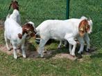 Boergeiten boerengeiten jonge raszuivere dieren, Dieren en Toebehoren