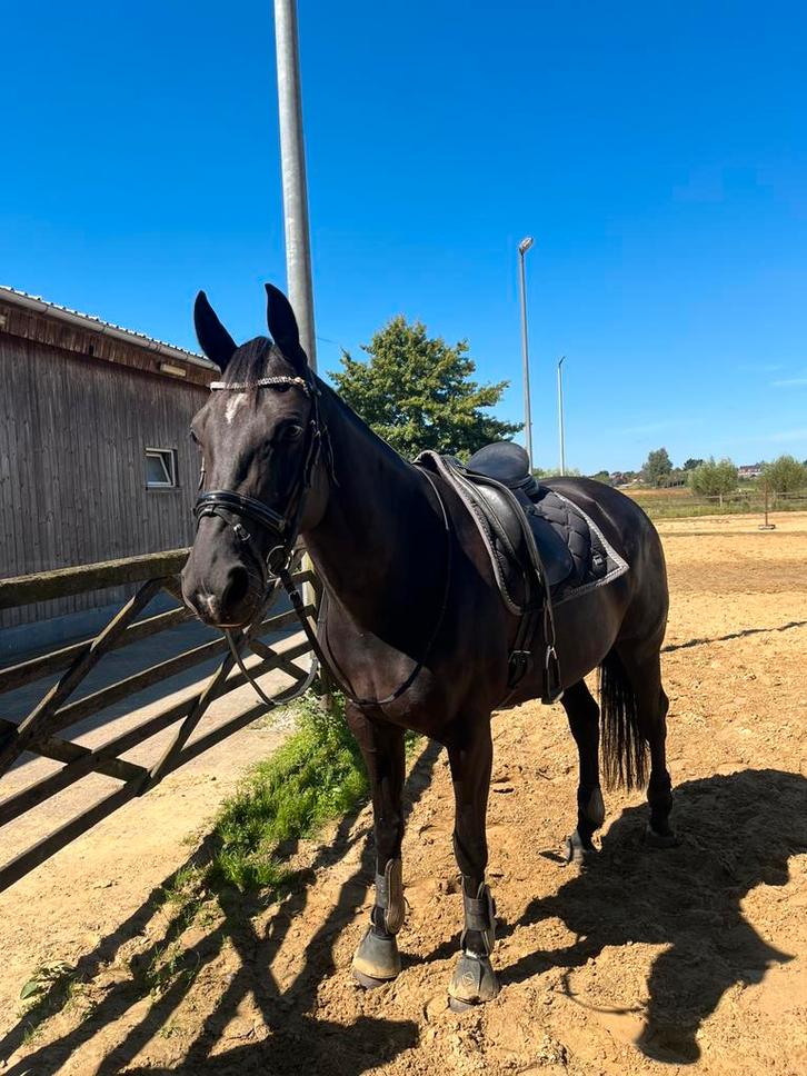 Knappe zwarte KWPN merrie, Dieren en Toebehoren, Paarden, Merrie, M, 165 tot 170 cm, 3 tot 6 jaar, Dressuurpaard, Met stamboom