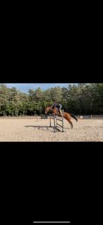 Springpaarden en fokmerries gezocht