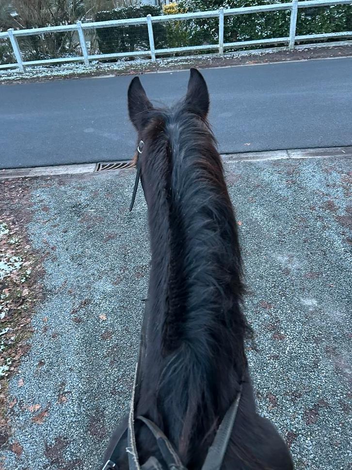 Paard GEZOCHT, Animaux & Accessoires, Chevaux, Jument, Débourré, 7 à 10 ans, Cheval de récréation, Avec puce électronique, Vermifugé