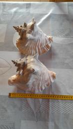 2 gros coquillages, Collections, Enlèvement ou Envoi, Coquillage(s)