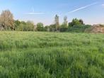 Gras voor vee beschikbaar – zelf te maaien, Weidegang, 4 paarden of pony's of meer