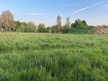 Gras voor vee beschikbaar – zelf te maaien beschikbaar voor biedingen