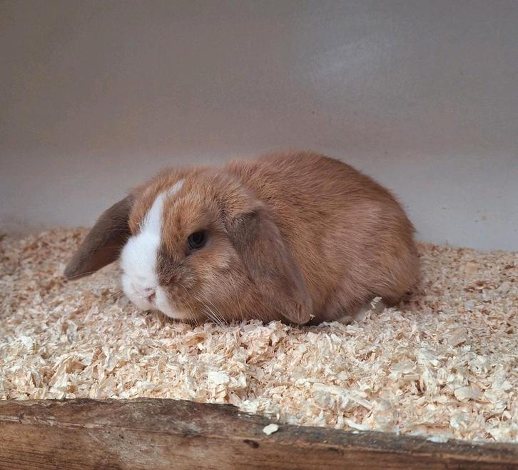 Heel knap en lief minilopje, Dieren en Toebehoren, Konijnen, Klein, Mannelijk, 0 tot 2 jaar, Hangoor