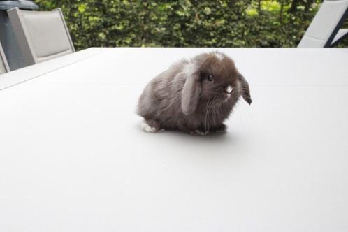 Minilop voedster, Dieren en Toebehoren, Konijnen, Dwerg, Vrouwelijk, 0 tot 2 jaar, Hangoor