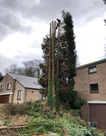 Abattage et élagage des arbres 