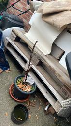 3 pallet gratis, Ophalen of Verzenden, Zo goed als nieuw