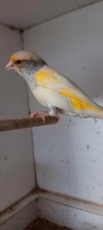 Kanarie mannen, Animaux & Accessoires, Oiseaux | Canaris
