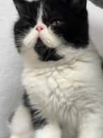 kittens Exotic korthaar, Kater, Gechipt, 0 tot 2 jaar