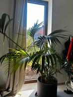 Kentiapalm in pottery pots bloempot, Maison & Meubles, Plantes d'intérieur, En pot, Palmier, Ombre partielle, 150 à 200 cm