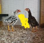 2 ko shamo haantjes